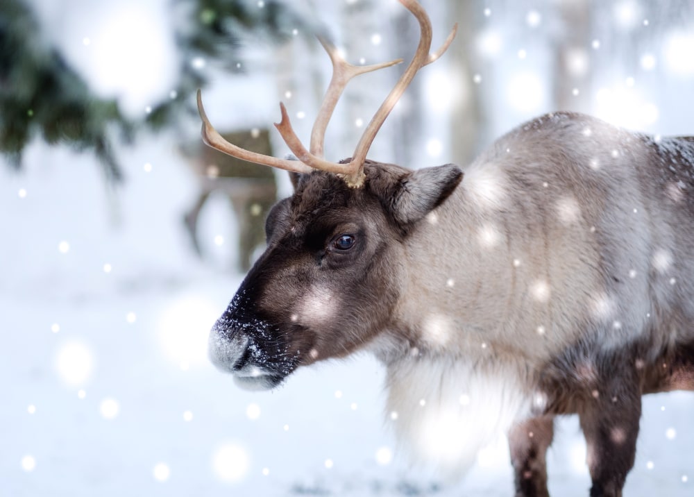 what do santas reindeer eat